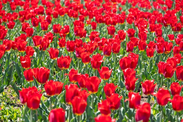 Photo un champ de tulipes naturelles en fleurs rouges vives une pelouse de tulipes rouges dans le parc des fleurs pour les vacances