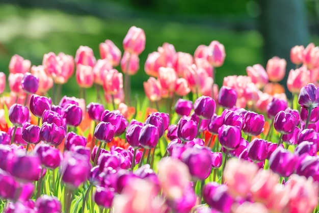 Champ de tulipes avec de nombreuses fleurs violettes et roses