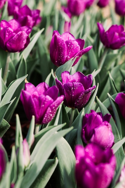 Champ de tulipes pourpres