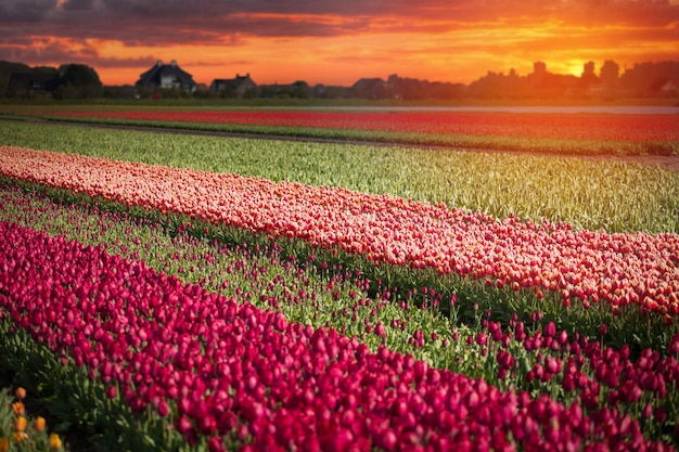 Champ de tulipes rose rouge et orange en Hollande du Nord