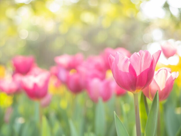 Champ de tulipes roses au printemps