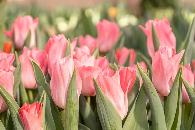 Photo champ avec des tulipes roses, des bourgeons de tulipes avec une focalisation sélective, un paysage naturel avec des fleurs de printemps.