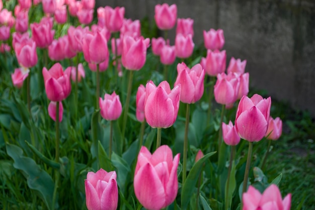 Un champ de tulipes roses avec des feuilles vertes et le mot tulipes en bas.