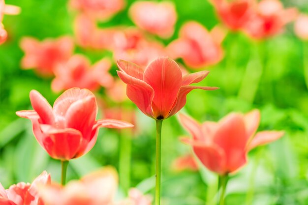 Champ de tulipes roses en fleurs. Fond de fleurs. Paysage de jardin d'été. Mise au point douce