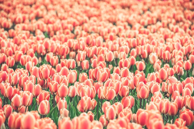 Champ de tulipes roses