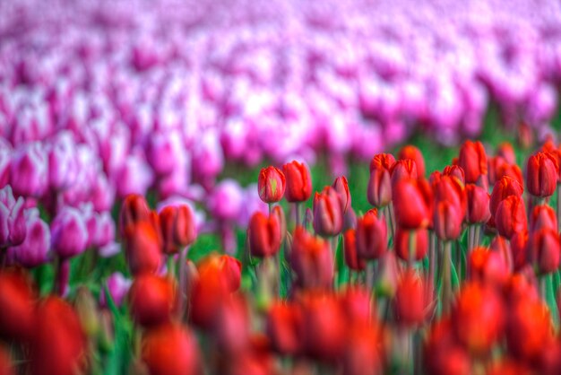 Champ de tulipes rouges aux Pays-Bas