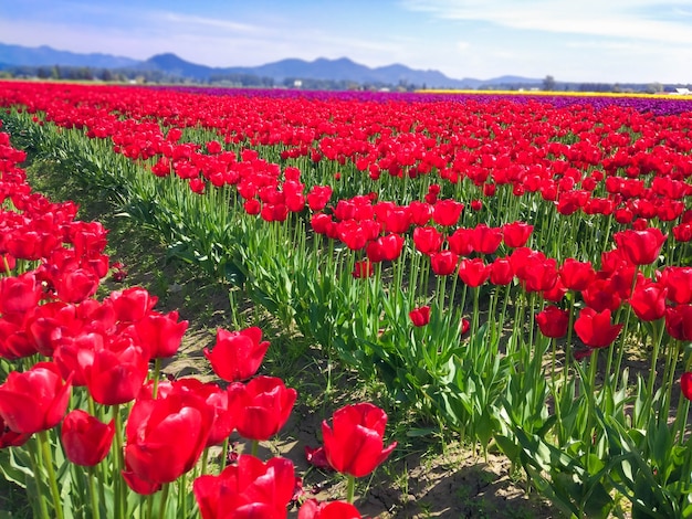 champ de tulipes rouges dans les montagnes
