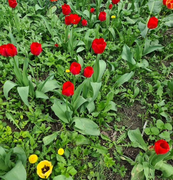 Un champ de tulipes rouges avec une fleur jaune au milieu.