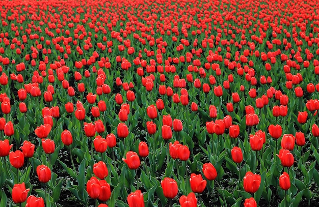 Champ de tulipes rouges grandes fleurs rouges à feuilles vertes. Fond de fleurs