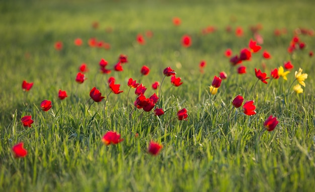 Champ avec tulipes rouges et herbe verte