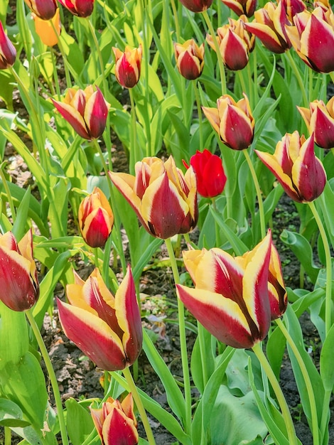 Un champ de tulipes rouges et jaunes