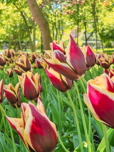 Un champ de tulipes rouges et jaunes