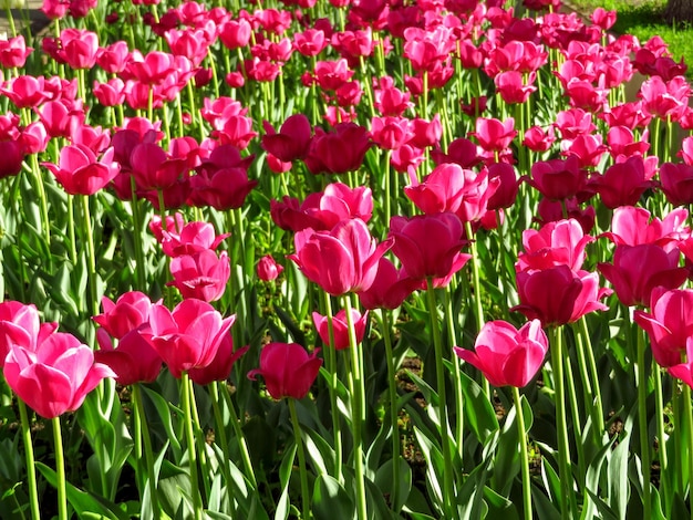 Champ de tulipes rouges