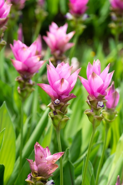 Champ de tulipes siam ou Dok krachiao (Curcuma alismatifolia)