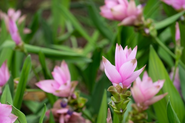 Photo champ de tulipes de siam ou dok krachiao