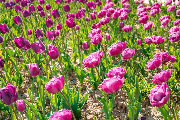 Champ de tulipes. Tulipes de fleurs de printemps. Fleurs de tulipes au printemps scène de fleurs en fleurs.