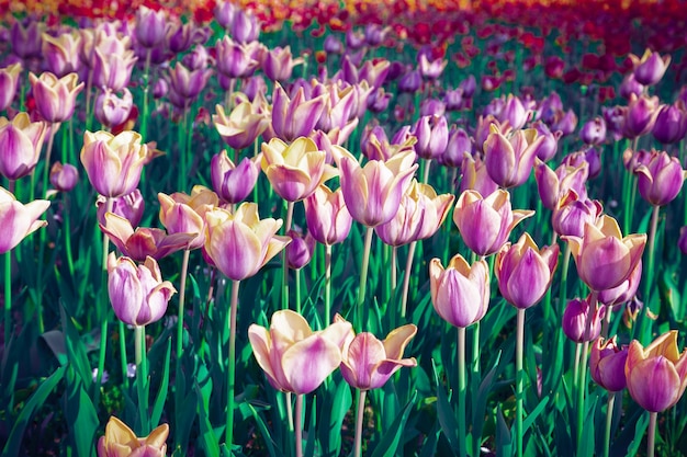 Champ de tulipes violet surréaliste, fond floral