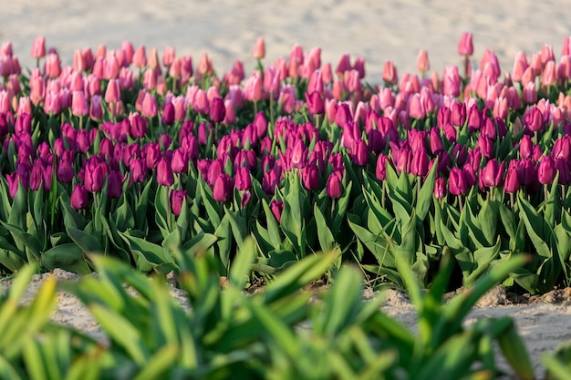 Un champ de tulipes violettes avec le mot tulipes en bas.