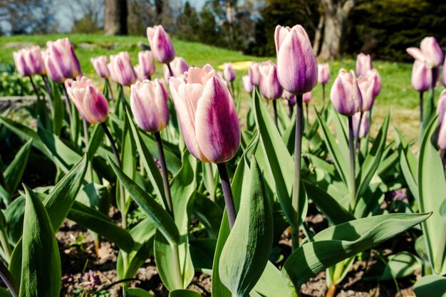 Un champ de tulipes violettes avec le mot tulipes en bas.