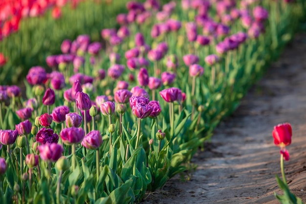 Un champ de tulipes violettes