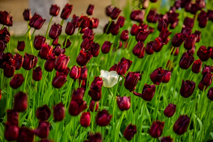 Photo un champ de tulipes
