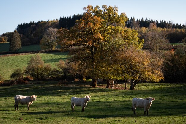 Champ avec des vaches blanches en Bourgogne France