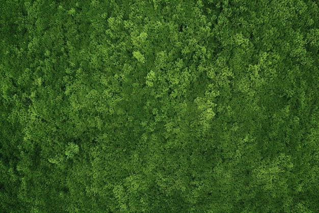 un champ verdoyant avec une forêt dense d'arbres