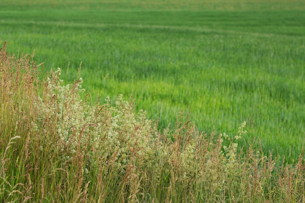 champ vert agricole en été