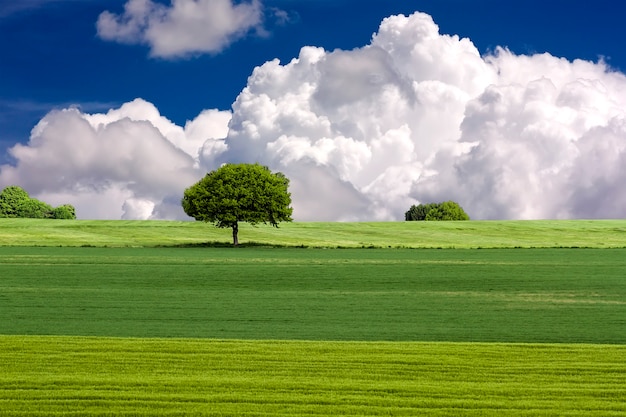 Champ vert et arbre avec ciel bleu et nuages