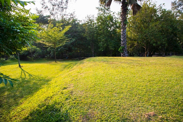 Champ vert avec des arbres dans la vue paysage du parc