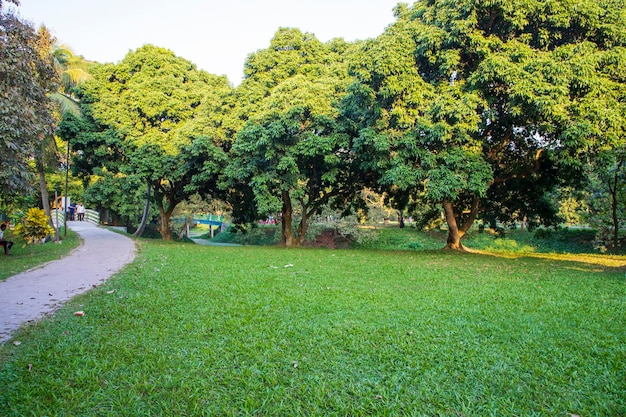 Champ vert avec des arbres dans la vue paysage du parc