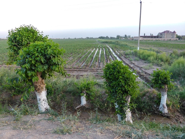 Champ vert d'arbres et une maison à proximité