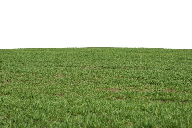 Champ vert en arrière-plan Herbe verte au printemps isolée sur fond blanc