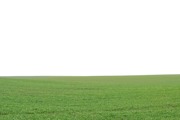Champ vert en arrière-plan Herbe verte au printemps isolée sur fond blanc