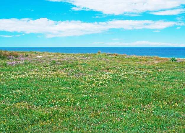 Champ vert au bord de la mer de Sardaigne