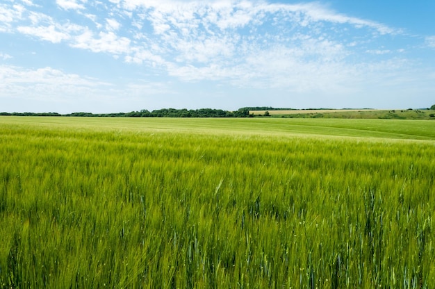 Champ vert avec un beau ciel bleu