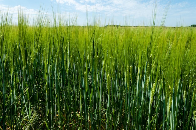 Champ vert avec un beau ciel bleu