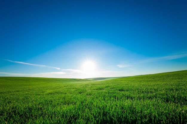 Champ vert et beau coucher de soleil