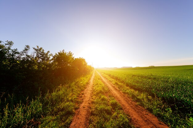 Champ vert et beau coucher de soleil