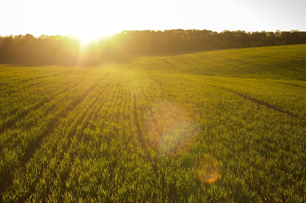 Champ vert de blé d'hiver à la réflexion du soleil du soir sur les lentilles