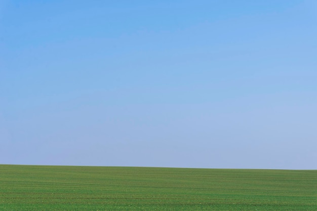 Champ vert avec un ciel bleu en arrière-plan