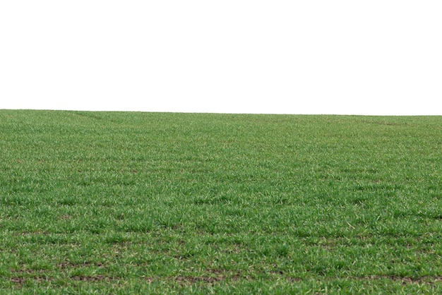 Champ vert avec un ciel bleu en arrière-plan