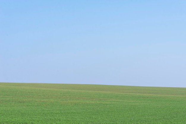 Champ vert avec un ciel bleu en arrière-plan