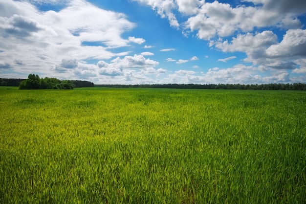 Champ vert et ciel bleu. Beau champ vert avec ciel bleu.