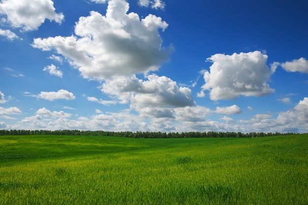 Champ vert et ciel bleu. Beau champ vert avec ciel bleu.