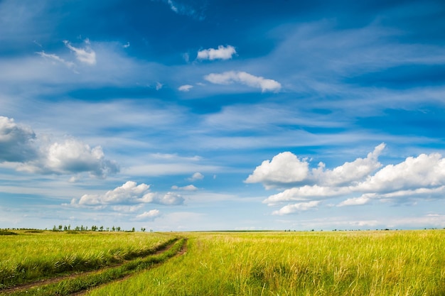 Champ vert et ciel bleu. Beau paysage d'été