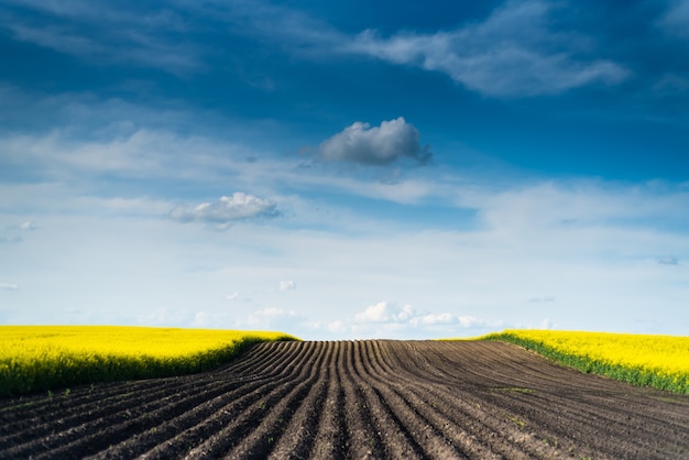 Champ vert et ciel bleu