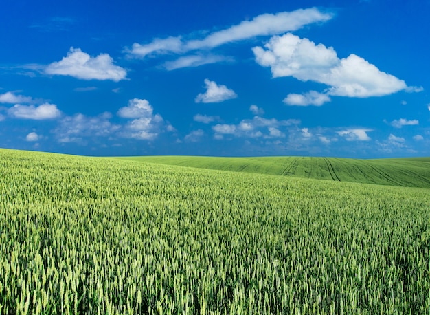 Champ vert et ciel bleu