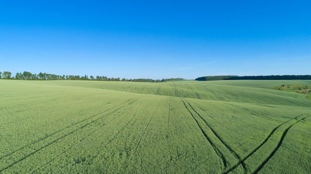 Champ vert et ciel bleu