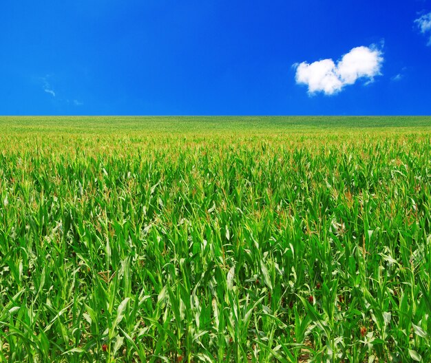 Champ vert et ciel bleu